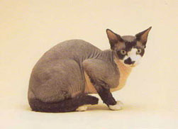 Sphynx Cat Breed