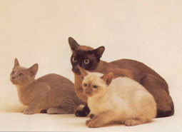 Tonkinese Cat Breed