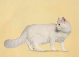 Turkish Angora Cat Breed