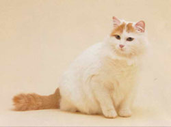 Turkish Van Cat Breed