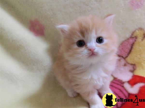 Munchkin kitten for sale