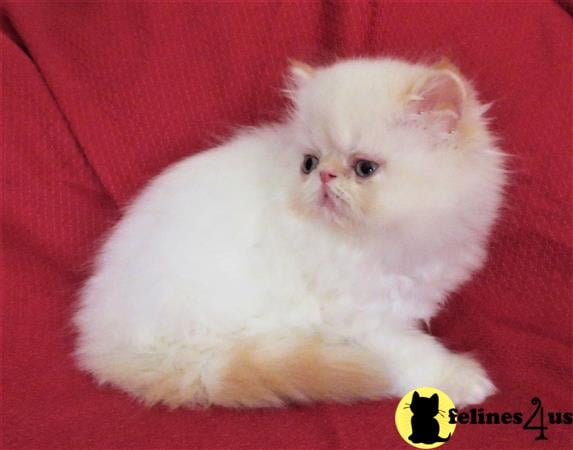 Himalayan kitten for sale