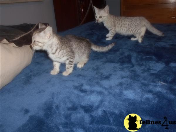 Egyptian Mau kitten for sale