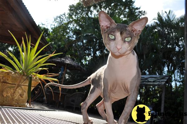 floridasphynx Picture 2