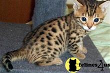 Kittens for Sale in California