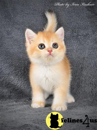 British Shorthair kitten for sale