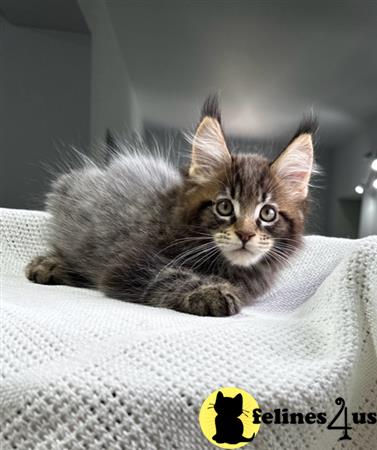 Maine Coon kitten for sale