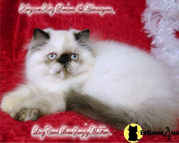 Himalayan Kitten for Sale: Available KingdomKatz Himalayan and Persian