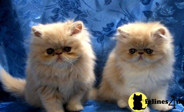 Carolina Kittens For Sale Melbourne
