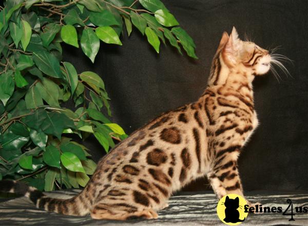 Bengal Kitten for Sale: EXOTIC Leopard Spotted Bengal Kittens 15 Yrs