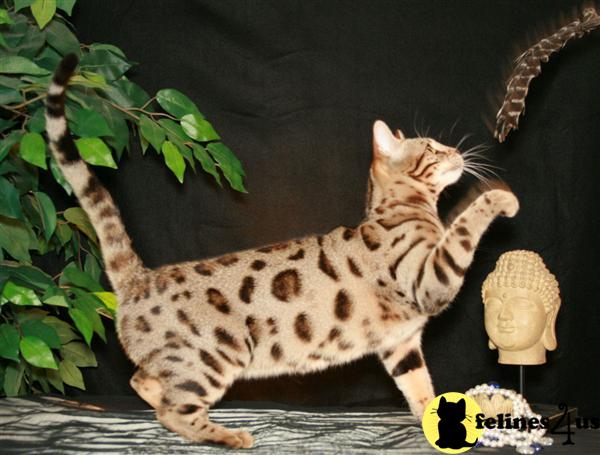 EXOTIC Leopard Spotted Bengal Kittens