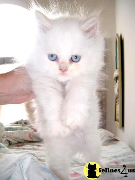 Himalayan Kitten for Sale: Cream Point Himalayan Female 7 ...