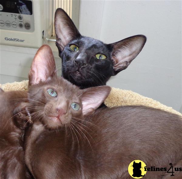 Oriental Kitten for Sale: CFA Oriental Shorthair Kittens 8 Yrs and 7