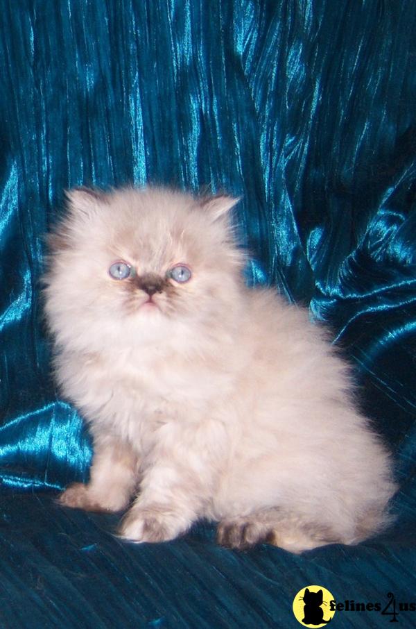 Himalayan Kitten for Sale Blue Cream Point Himalayan Kittens 15 Yrs