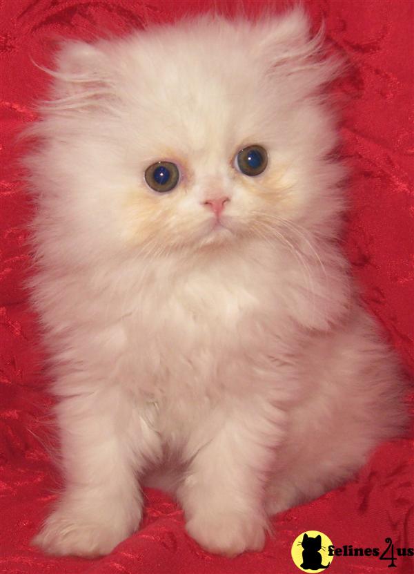 Persian Kitten for Sale NC kittens 10 Yrs old