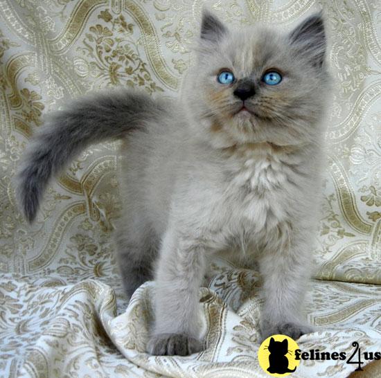 Ragdoll Kitten for Sale Beautiful Babies 1 yr Guarantee 11 Yrs and 3