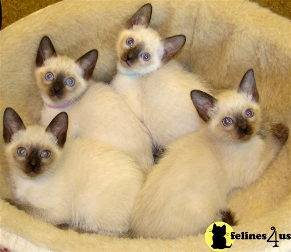Registered Siamese Kittens in Ohio