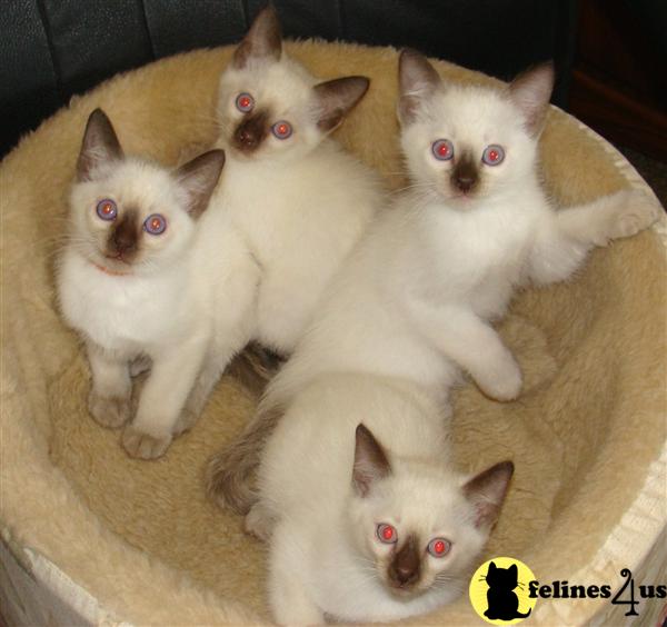 Registered Siamese Kittens in Ohio