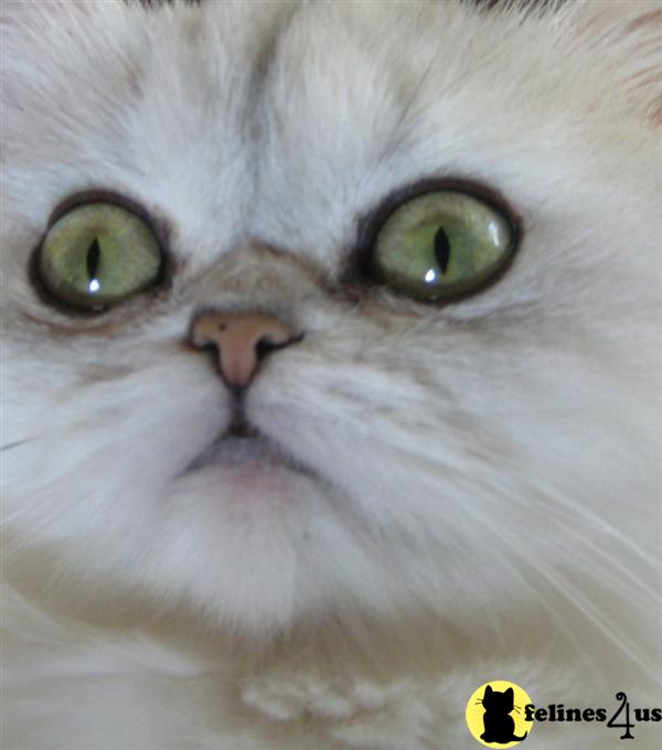 Persian Kitten for Sale: Love Persians CATTERY LONG ISLAND ...