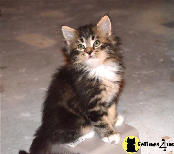 Siberian Kitten for Sale Outstanding Siberian kittens from Imported