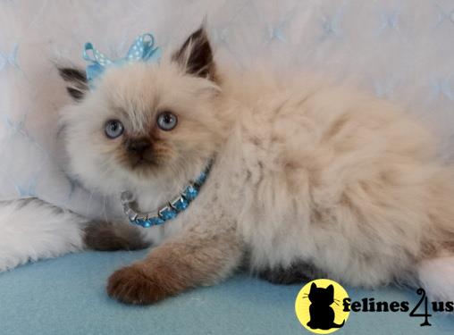 Himalayan Kitten for Sale: Precious 3 Yrs and 8 Mths old