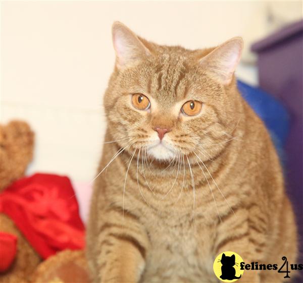 British Shorthair Kitten for Sale cinnamon tebby spotted he adopt in