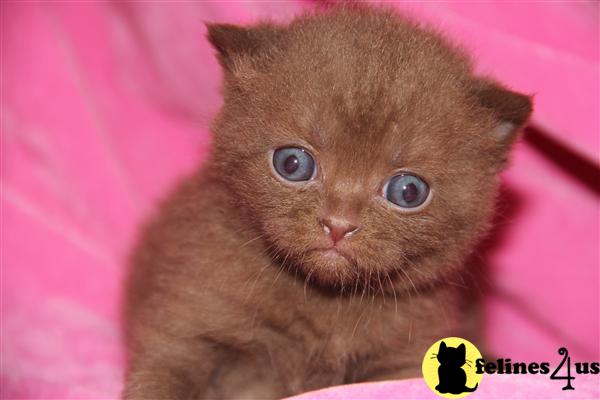 British Cinnamon Kitten