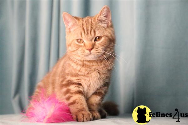 british shorthair red tabby kittens for sale british shorthair red tabby kittens for sale