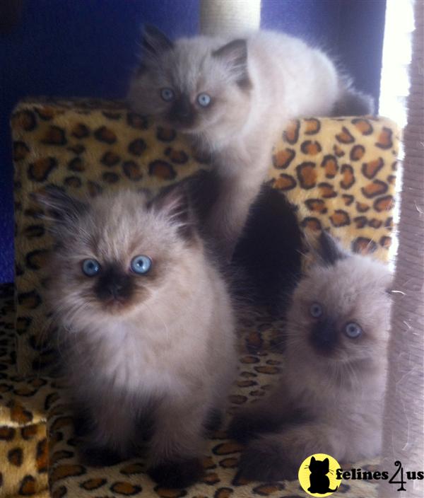 Himalayan Kitten for Sale Adorable Himalayan Kittens 11 Yrs and 2 Mths old