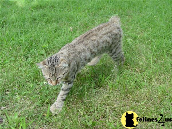 51 Top Photos Highland Lynx Cat Breeder / My Highland Lynx Kitten: Freki http://ift.tt/2hcx0H9 ...
