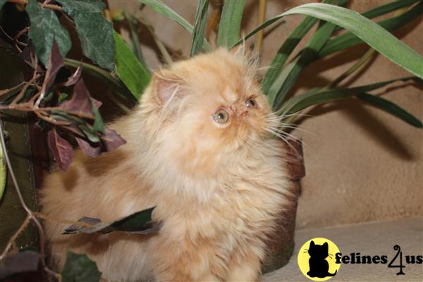 Persian Kitten for Sale: Red tabby 6 Yrs and 8 Mths old