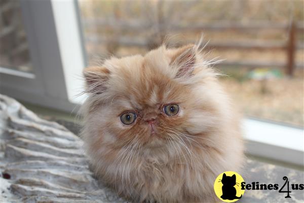 Persian Kitten for Sale: Red tabby 6 Yrs and 8 Mths old