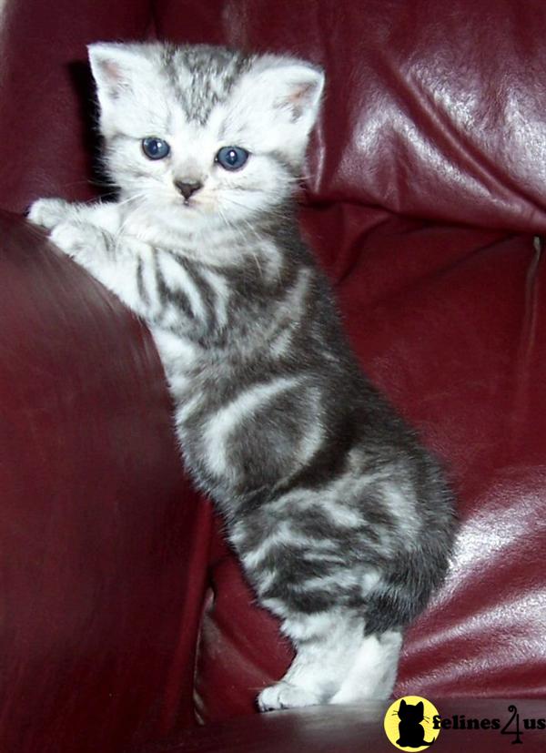 American Shorthair Kitten for Sale american shorthair silver tabby