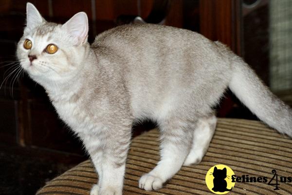 silver tabby kittens for sale silver tabby kittens for sale