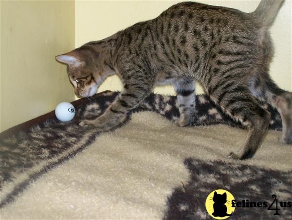 Savannah Cats For Sale In Alabama Savannah Cats For Sale In Alabama