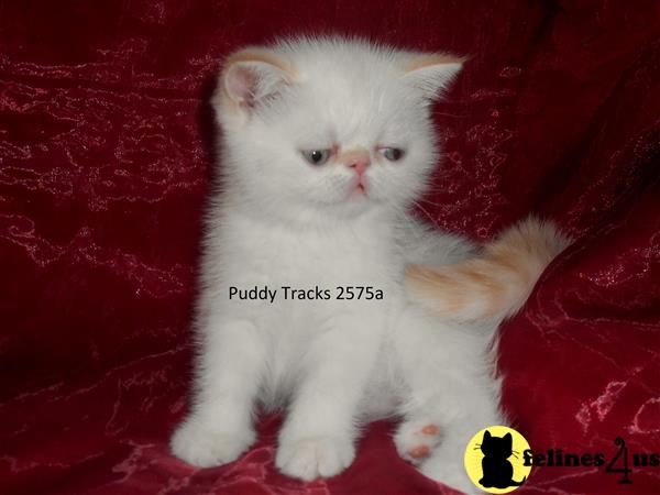Exotic Shorthair Kitten For Sale Very Sweet Flame Point Exotic