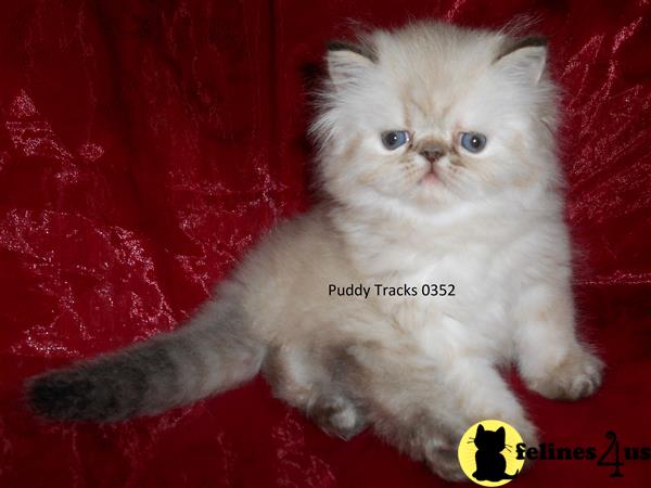 Himalayan Kitten For Sale Beautiful Seal Lynx Point Exotic Long