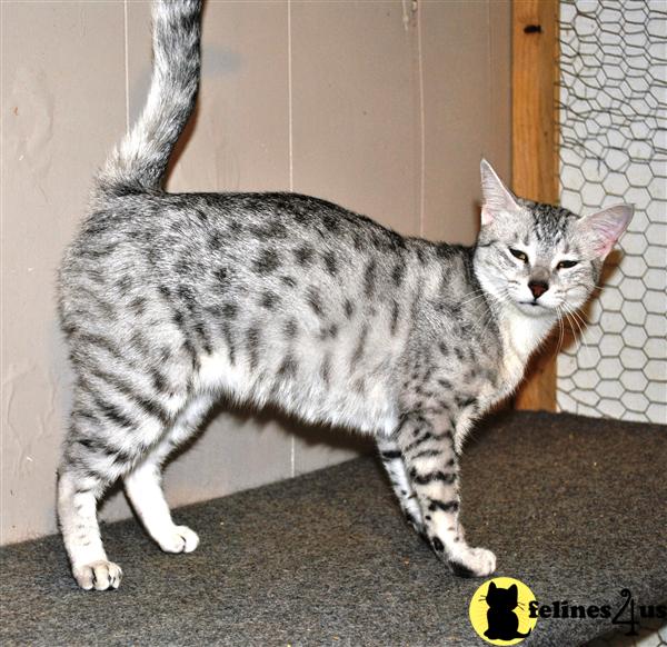 Egyptian Mau Kitten for Sale Egyptian Mau Female for breding only 12