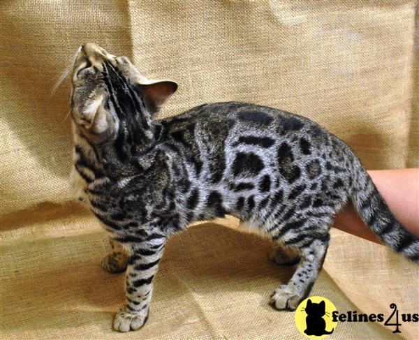 F3 Bengal boy 2 approximatly 20 percent of ALC