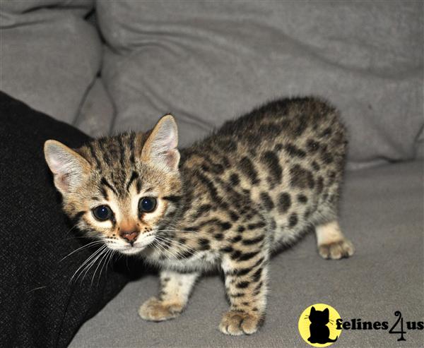 Bengal Kitten for Sale: F3 Bengal girl approximatly 20 of ALC 10 Yrs