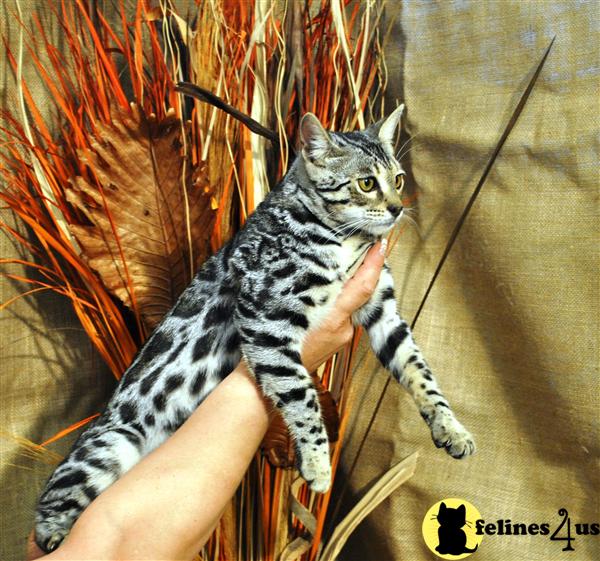 F3 Bengal boy 2 approximatly 20 percent of ALC