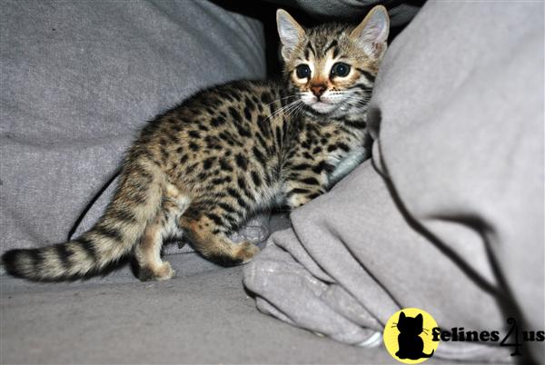 Bengal Kitten for Sale: F3 Bengal girl approximatly 20 of ALC 10 Yrs