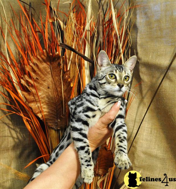 F3 Bengal boy 2 approximatly 20 percent of ALC