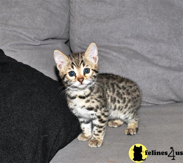Bengal Kitten for Sale: F3 Bengal girl approximatly 20 of ALC 10 Yrs