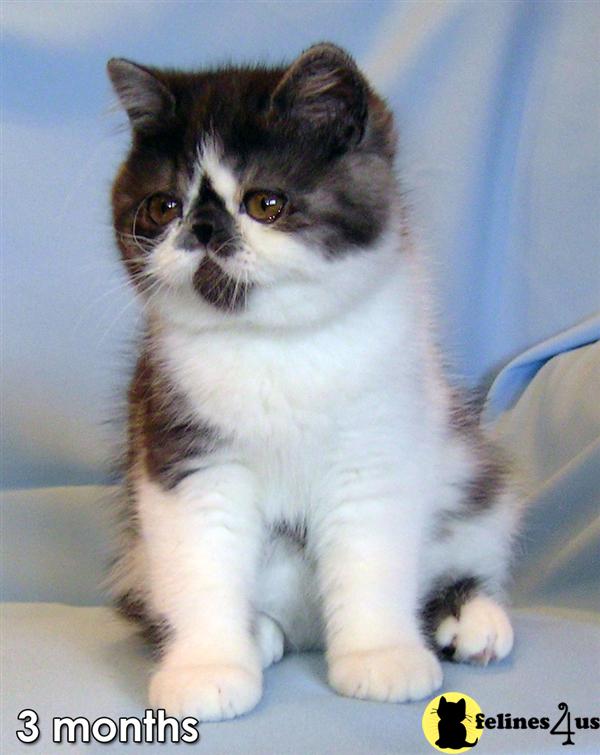 Exotic Shorthair Kitten for Sale Kittens for sale 15 Yrs and 11 Mths old
