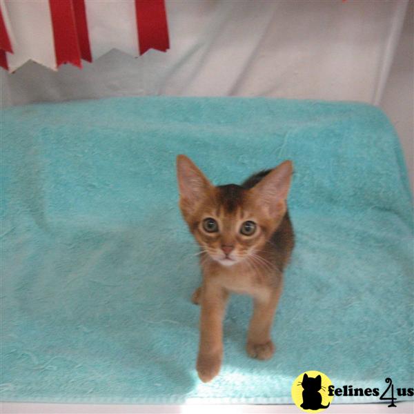 Abyssinian Kitten for Sale Abyssinian kittens by Alexy Abyssinians 11