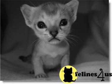 Singapura Kitten for Sale: Singapura Kittens for Sale 8 ...