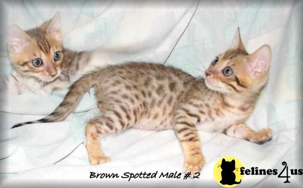 Little lap leopards Baby Bengals