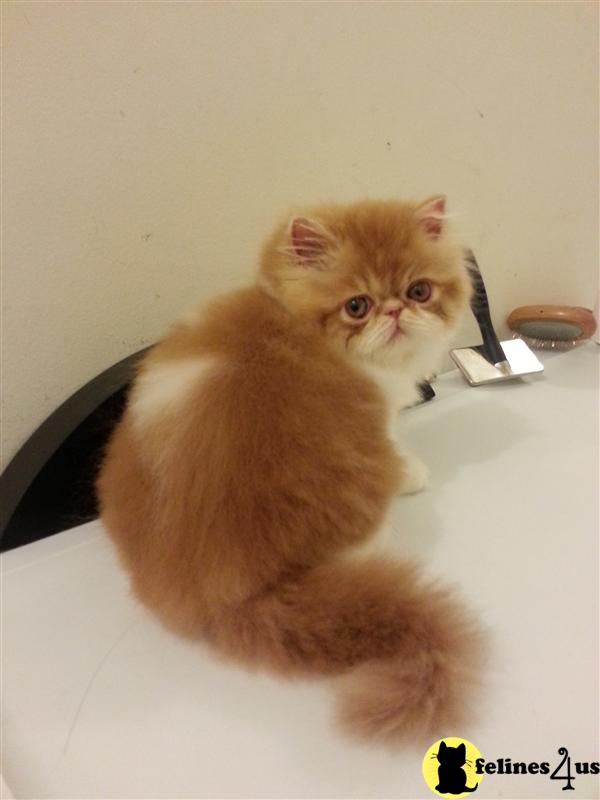 Persian Kitten for Sale Red White Male 9 Yrs and 10 Mths old