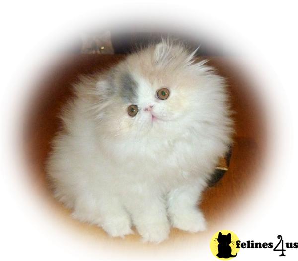 Persian Kitten for Sale Dilute Calico Van Persian Kitten